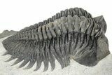 Detailed Coltraneia Trilobite Fossil - Huge Faceted Eyes #311143-1